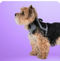 Xnip2025-01-17_12-42-59