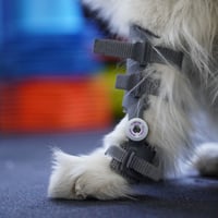 wimba carpus orthosis pro